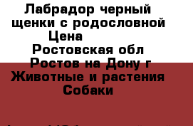 Лабрадор черный , щенки с родословной › Цена ­ 25 000 - Ростовская обл., Ростов-на-Дону г. Животные и растения » Собаки   